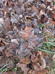 Autumn frost on the grass and fallen leaves of maple and ash