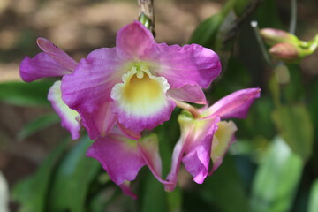 scorpion flowers SJV