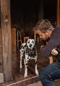 A Dalmatian dog standing on a terrace with a curious look with an owner and interacting with him.