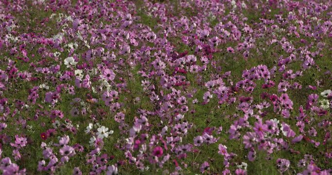  Cosmos bipinnatus commonly called the garden cosmos or Mexican aster.