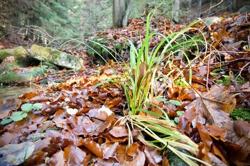 green grass among fallen leaves in autumn