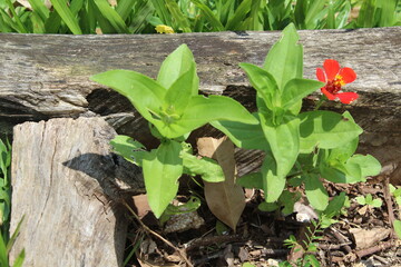 scorpion flowers SJV