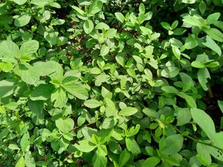 Sida rhombifolia (arrowleaf sida, Malva rhombifolia, rhombus-leaved sida, Paddy's lucerne, jelly leaf, Cuban jute, Queensland-hemp, Indian hemp) in the nature background.