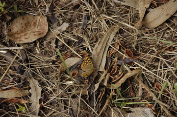 Mariposa camuflada