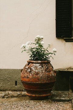 Still life: terracotta pot with white flowers in Italy