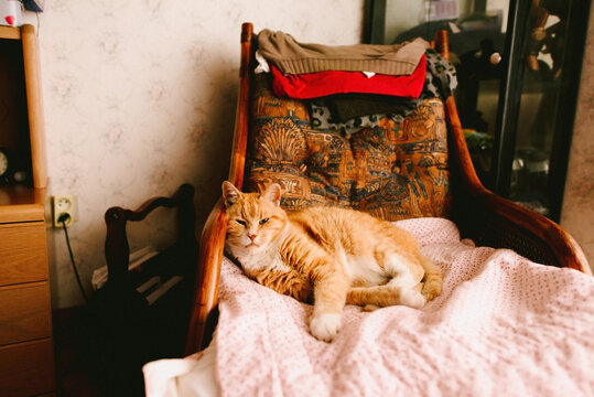 Ginger red cat sleeping on a pink blanket in a sofa