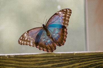 Piękny duży niebieski motyl z rozpostartymi skrzydłami - obrazy, fototapety, plakaty