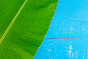 Green banana plantain leaves flat lay in blue wooden backdrop for a  summer tropical background. Top view design composition with copy space. © sulit.photos