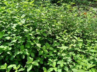 Obraz premium Sida rhombifolia (arrowleaf sida, Malva rhombifolia, rhombus-leaved sida, Paddy's lucerne, jelly leaf, Cuban jute, Queensland-hemp, Indian hemp) in the nature background.