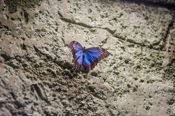 Piękny duży niebieski motyl z rozpostartymi skrzydłami na betonowej ścianie - obrazy, fototapety, plakaty