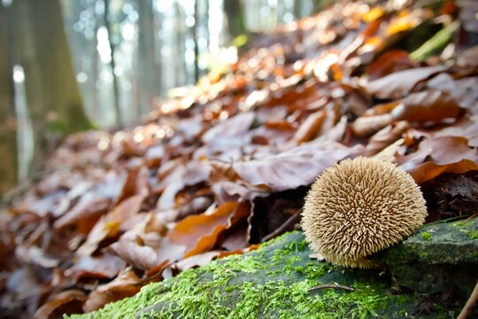 Common puffball mushroom on a hillside in the autumn forest - Lycoperdon perlatum