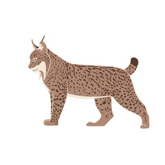 Isolated Pyrenean lynx in flat style on white background. Endangered species. Stoke vector illustration.
