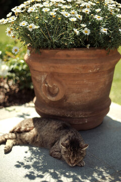 Cat Napping Outdoors On A Sunny Day