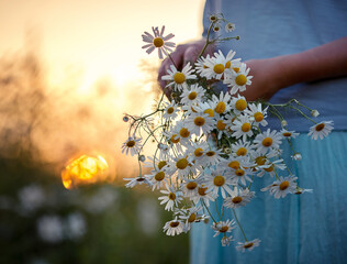 A girl in a blue dress holds a bouquet of daisies on a sunset background. A bouquet of white daisies in the Russian field in the hands of a girl.