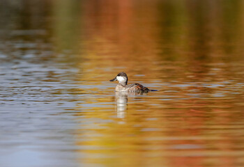 A Ruddy Duck with Fall plumage swimming in a lake with Autumn colors.