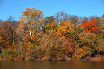 Beautiful autumn forest by the lake, against the background of a clear blue sky without clouds
