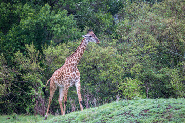 A giraffe is running among the trees and bushes
