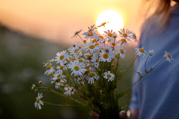 A girl in a blue dress holds a bouquet of daisies on a sunset background. A bouquet of white daisies in the Russian field in the hands of a girl.