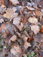Autumn frost on the grass and fallen leaves of maple and ash