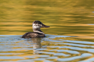 A Female Ruddy Duck swimming in golden colored waters, viewed up close in the Fall Season.