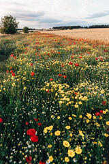 Field of wild flowers and cereal crop in Gloucestershire countryside