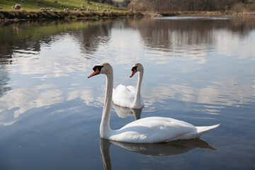 Two adult swans gracefully reflected in a lake in the cotswolds © Cavan