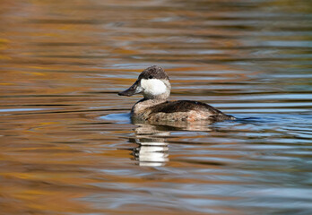 A Ruddy Duck in non breeding plumage blends in nicely in a lake with Fall coloring in the month of October.