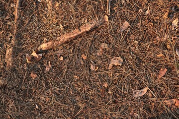 Acorns and fallen leaves on the forest floor