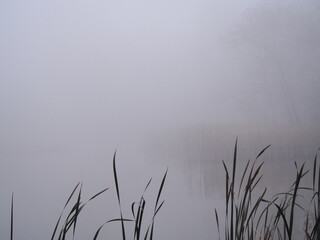 november afternoon in white thick fog, walk in the castle forest park in dry weather, grass in the gray afternoon