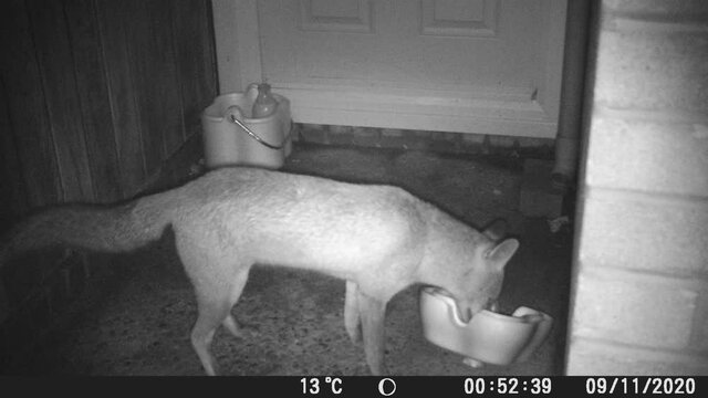 Urban fox opening doorstep milk box and drinking the milk from a bottle.