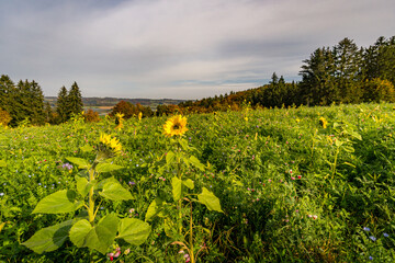 Fantastic autumn hike along the Aachtobel to the Hohenbodman observation tower