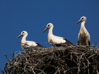 Three white storks (Ciconia ciconia) in the nest, Poland