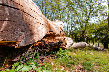 Fototapeta na wymiar parco pubblico albero tronco caduto al macero, Dollis Hill, Gladstone Park