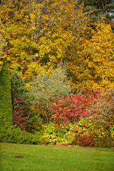 autumn garden with nice trees