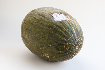 Rotten Santa Claus melon, sometimes known as Christmas melon or Piel de Sapo or Toad Skin, a variety of green melon from Spain