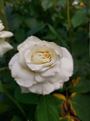 yellow rose in garden