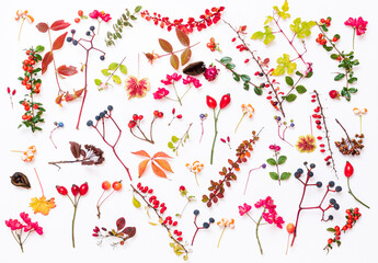 autumn plants on the  white background.