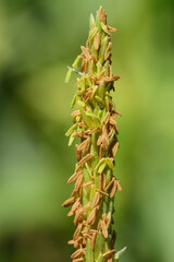 Close-up and detailed image of pollen on a corn blossom in summer, against a green background