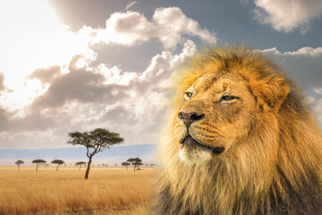 Proud African Lion Closeup With Kenya Background