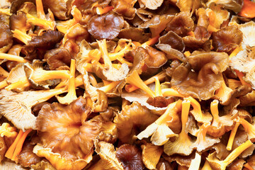 Forest mushrooms, winter chanterelles (Craterellus tubaeformis) in a frying pan during fall.