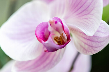 Close up de preciosa orquídea púrpura y blanca.