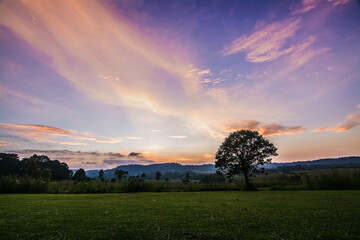 Alone tree on meadow at sunset