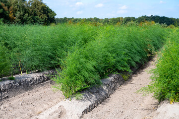 Fototapeta na wymiar Green plants of white asparagus in summer in rows on field