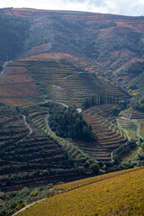 Colorful autumn landscape of oldest wine region in world Douro valley in Portugal, different varietes of grape vines growing on terraced vineyards, production of red, white and port wine.