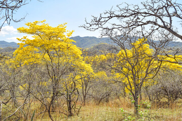 Fototapeta premium yellow Guayacan tree