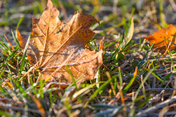 Yellow autumn maple leaf covered with the first frost on the ground in green grass in the light of sunlight. Close up.