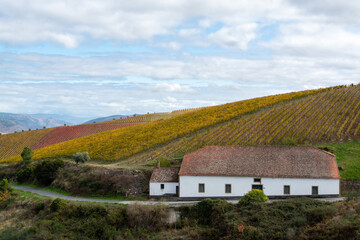 Colorful autumn landscape of oldest wine region in world Douro valley in Portugal, different varietes of grape vines growing on terraced vineyards, production of red, white and port wine.