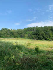 grass and blue sky