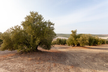 Fototapeta na wymiar Beautiful Olive Trees Plantation