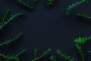 Frame of eucalyptus branches on black background, top view. Flat lay, copy space